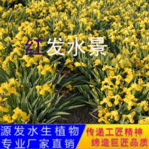源發(fā)承接各種水生植物凈水綠化工程 鳶尾、蘆葦 生態(tài)浮島