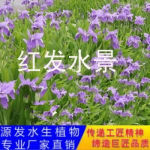 源發(fā)承接各種水生植物凈水綠化工程 鳶尾、蘆葦 生態(tài)浮島