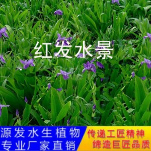 源發(fā)承接各種水生植物凈水綠化工程 鳶尾、蘆葦 生態(tài)浮島