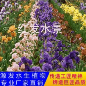 源發(fā)承接各種水生植物凈水綠化工程 鳶尾、蘆葦 生態(tài)浮島