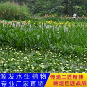 源發(fā)承接各種水生植物凈水綠化工程 梭魚草、蘆葦 生態(tài)浮島