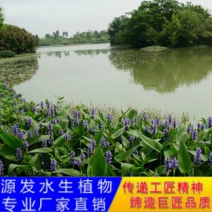 源發(fā)承接各種水生植物凈水綠化工程 梭魚草、蘆葦 生態(tài)浮島