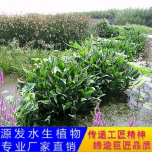 源發(fā)承接各種水生植物凈水綠化工程 梭魚草、蘆葦 生態(tài)浮島