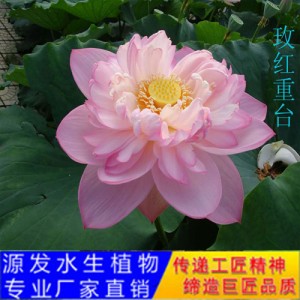 源發承接各種水生植物凈水綠化工程  荷花 精品千瓣蓮