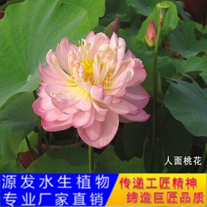 源發承接各種水生植物凈水綠化工程  荷花 精品千瓣蓮