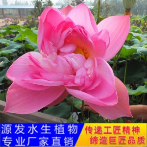 源發承接各種水生植物凈水綠化工程  荷花 精品千瓣蓮