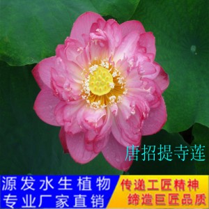 源發承接各種水生植物凈水綠化工程  荷花 精品千瓣蓮