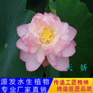 源發承接各種水生植物凈水綠化工程  荷花 精品千瓣蓮