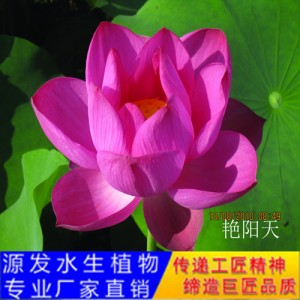 源發承接各種水生植物凈水綠化工程  荷花 精品千瓣蓮