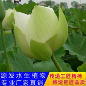 源發承接各種水生植物凈水綠化工程  荷花 精品千瓣蓮