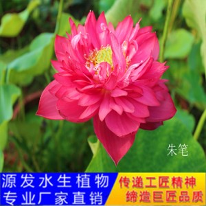 源發承接各種水生植物凈水綠化工程  荷花 精品千瓣蓮