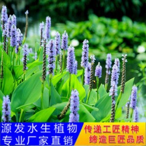 源發承接各種水生植物凈水綠化工程  再力花  綠化工程