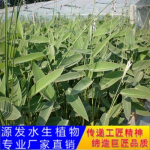 源發承接各種水生植物凈水綠化工程  再力花  綠化工程