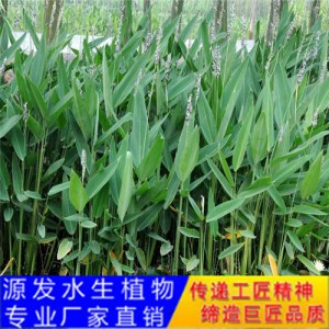 源發承接各種水生植物凈水綠化工程  再力花  綠化工程