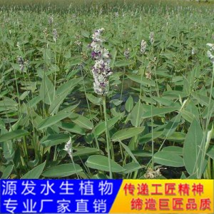源發承接各種水生植物凈水綠化工程  再力花  綠化工程