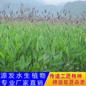 源發承接各種水生植物凈水綠化工程  再力花  綠化工程