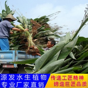 源發承接各種水生植物凈水綠化工程  再力花  綠化工程