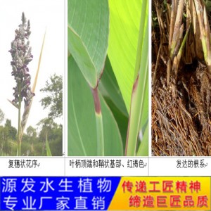 源發承接各種水生植物凈水綠化工程  再力花  綠化工程