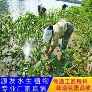 源發承接各種水生植物凈水綠化工程  再力花  綠化工程