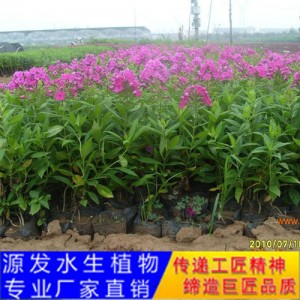 源發承接各種水生植物凈水綠化工程  千屈菜  綠化工程