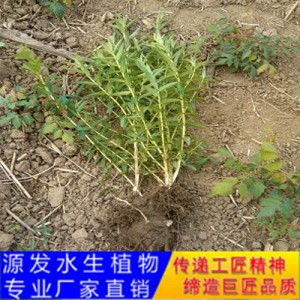 源發承接各種水生植物凈水綠化工程  千屈菜  綠化工程