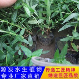 源發承接各種水生植物凈水綠化工程  千屈菜  綠化工程