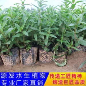 源發承接各種水生植物凈水綠化工程  千屈菜  綠化工程