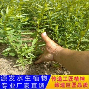 源發承接各種水生植物凈水綠化工程  千屈菜  綠化工程