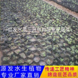 源發承接各種水生植物凈水綠化工程  千屈菜  綠化工程