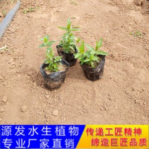 源發承接各種水生植物凈水綠化工程  千屈菜  綠化工程