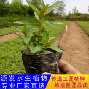 源發承接各種水生植物凈水綠化工程  千屈菜  綠化工程
