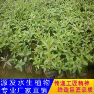 源發承接各種水生植物凈水綠化工程  千屈菜  綠化工程