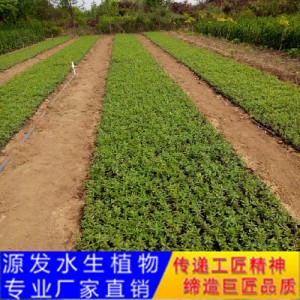 源發承接各種水生植物凈水綠化工程  千屈菜  綠化工程
