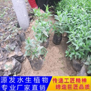 源發承接各種水生植物凈水綠化工程  千屈菜  綠化工程