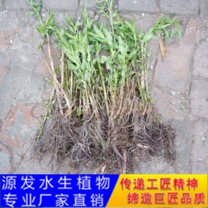 源發承接各種水生植物凈水綠化工程  千屈菜  綠化工程