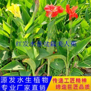 源發承接各種水生植物凈水綠化工程  美人蕉