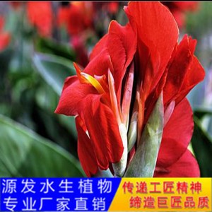 源發承接各種水生植物凈水綠化工程  美人蕉