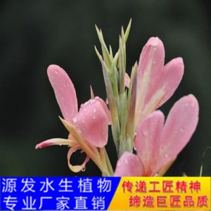 源發承接各種水生植物凈水綠化工程  美人蕉