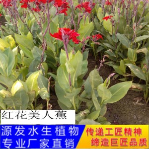 源發承接各種水生植物凈水綠化工程  美人蕉