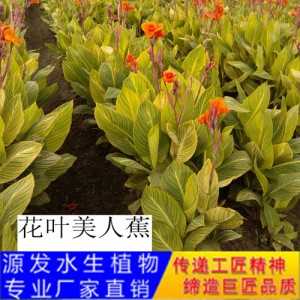 源發承接各種水生植物凈水綠化工程  美人蕉