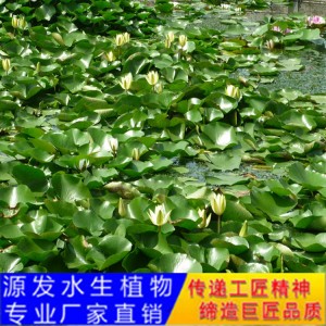 源發(fā)承接各種水生植物凈水綠化工程  睡蓮苗 綠化工程