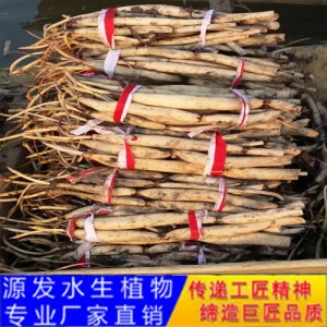 源發(fā)承接各種水生植物凈水綠化工程  荷花苗