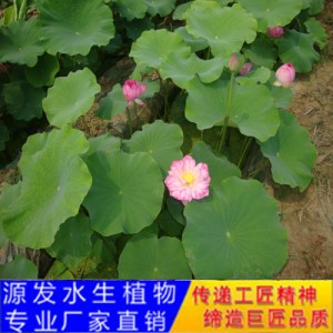 源發(fā)承接各種水生植物凈水綠化工程  荷花苗