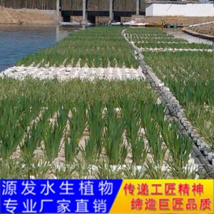 源發(fā)承接各種水生植物凈水綠化工程  生態(tài)浮島
