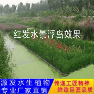 源發(fā)承接各種水生植物凈水綠化工程  生態(tài)浮島