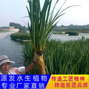 源發(fā)承接各種水生植物凈水綠化工程  生態(tài)浮島