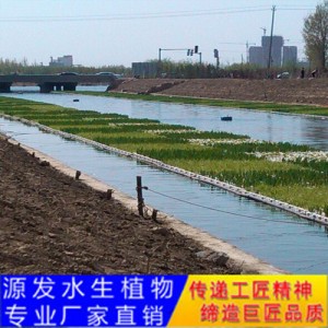 源發(fā)承接各種水生植物凈水綠化工程  生態(tài)浮島
