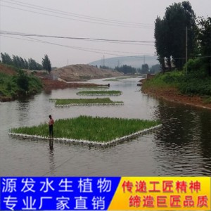 源發承接各種水生植物凈水綠化工程  生態浮島