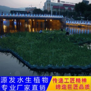 源發(fā)承接各種水生植物凈水綠化工程  生態(tài)浮島