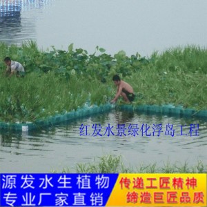源發(fā)承接各種水生植物凈水綠化工程  生態(tài)浮島
